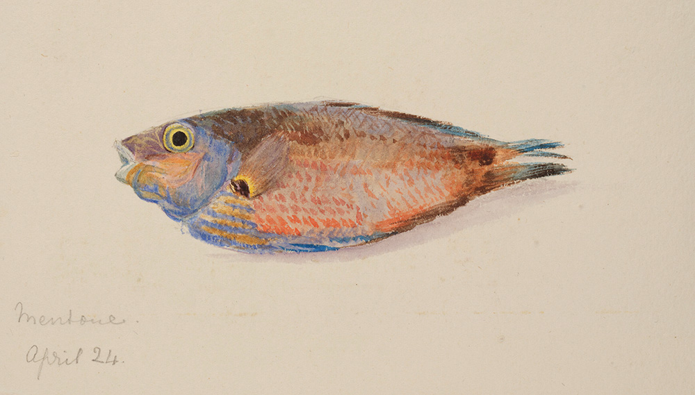 Sarah Acland's chromotope image of a fish