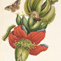 Coloured engraving of banana blossom with life stages of Bullseye moth pictured on the plant by artist Maria Sibylla Merian, 1726