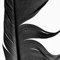 Huge black feather print by artist Bettina von Zwehl