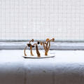 Fungi Island (detail), Bettina von Zwehl, 2023