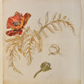 Study of an Oriental Poppy by May Morris 