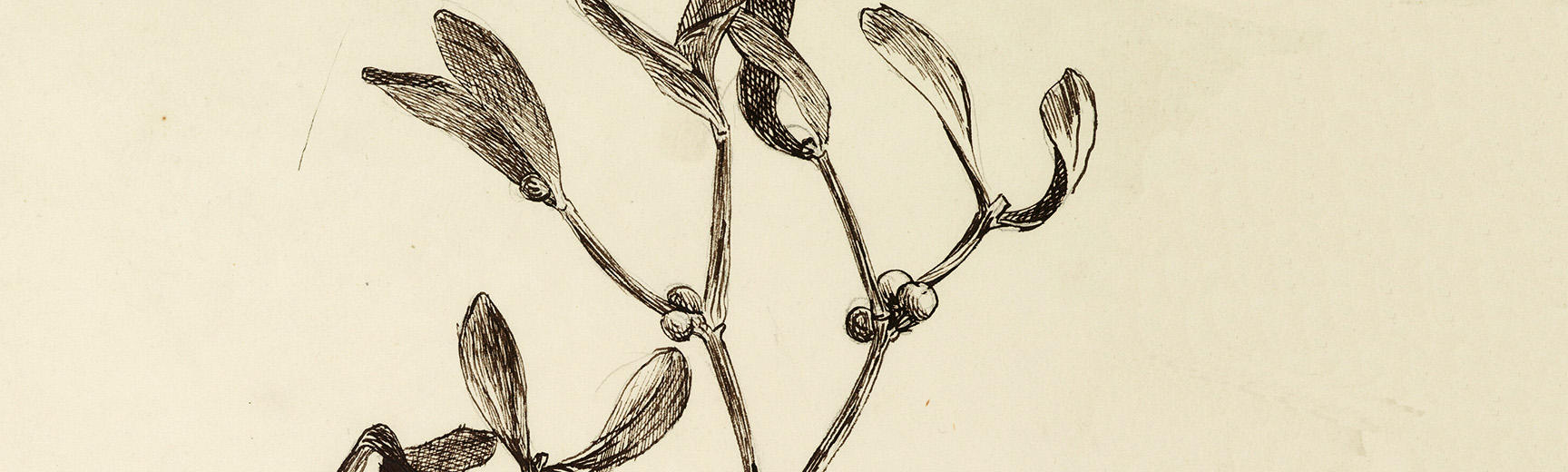 Study of mistletoe in brown pen and ink (detail)