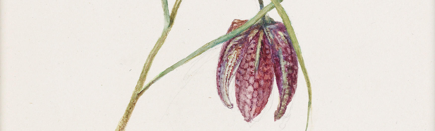 Detail of Ruskin's pretty Snakes Head Fritillary drawing
