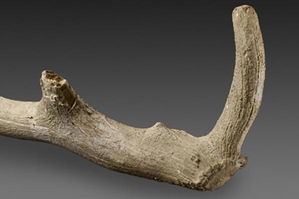 antler pick from grimes graves at the ashmolean museum