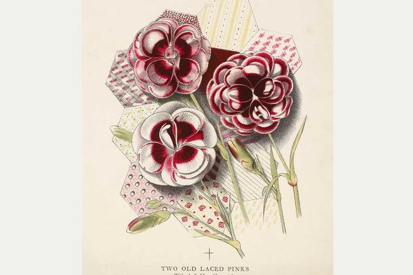 Lithograph print showing three brightly coloured red and white flowers