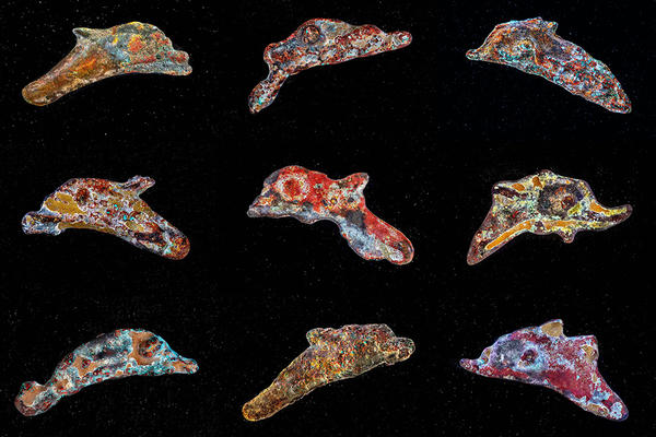 Creatures of the Black Sea, Stephen Sack, 2023, photographs © Courtesy the artist Photographic installation showing Ukraine dolphins made of colorfully corroded coins on a black background