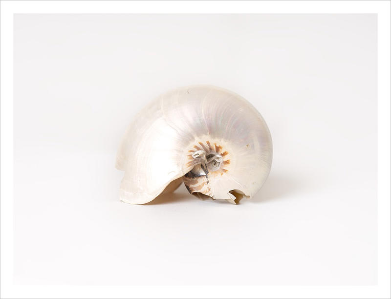 Belly button nautilus (Nautilus macromphalus) by Bettina von Zwehl, 2023, archival pigment print - Courtesy of Oxford University Museum of Natural History