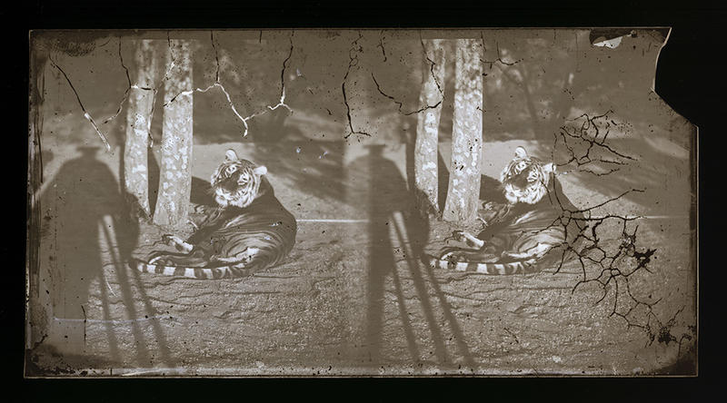 Sepia seated tiger and shadow of photographer