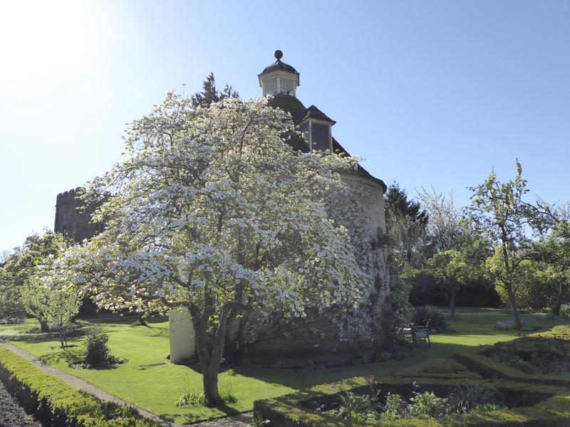View of Rousham Park and Garden with tree in foreground with white flowers in bloom