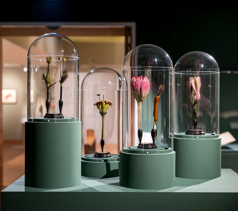 Reproductive teaching plant models display in In Bloom exhibition