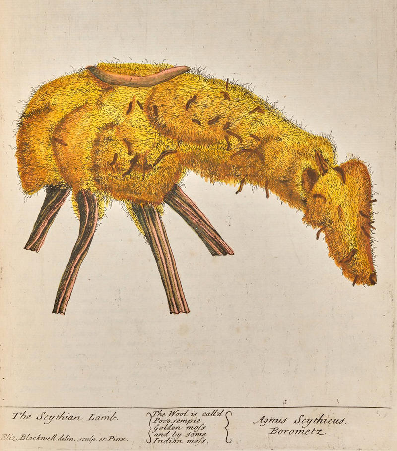 Animal-plant hybrid botanical drawing of a 'vegetable lamb'