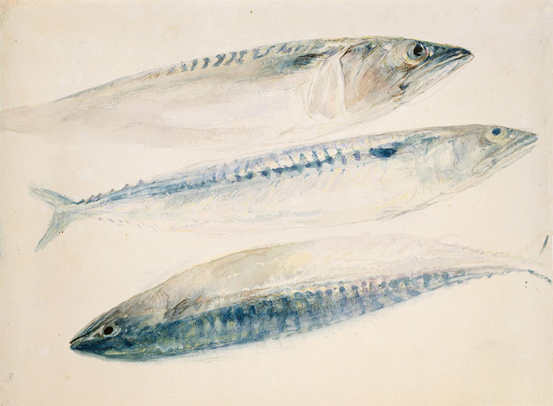 Sketch of Mackerel, J.M.W. Turner, 1830-1840, watercolour over graphite on Whatman Turkey Mill paper © Ashmolean Museum Sketch of Mackerel in watercolours by J M W Turner
