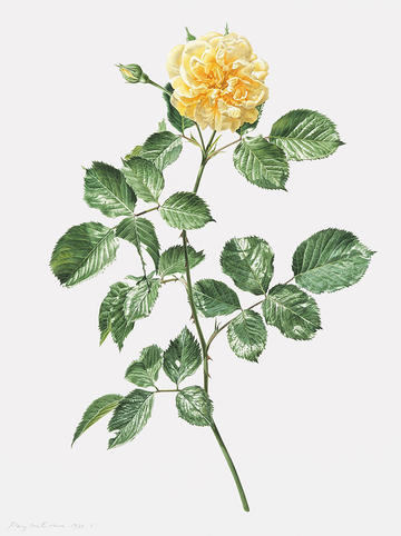 Study of a yellow rose in watercolour by artist Rory McEwen, 1977