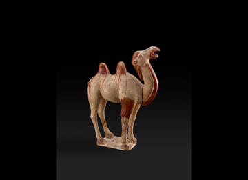 Camel, Tang Dynasty Camel, Tang Dynasty