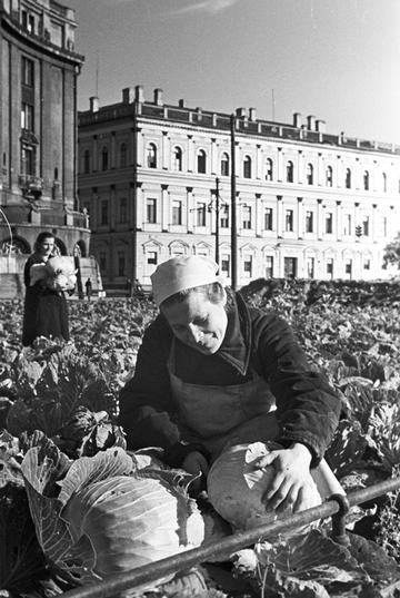 Black and white picture of a woman tending to cabbages