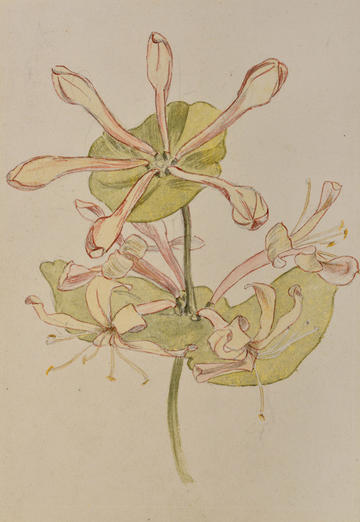 Watercolour drawing of honeysuckle by May Morris