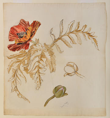 Study of an Oriental Poppy by May Morris 