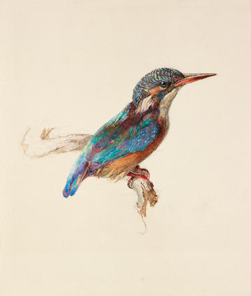 John Ruskin, Study of a Kingfisher with Dominant Reference to Colour